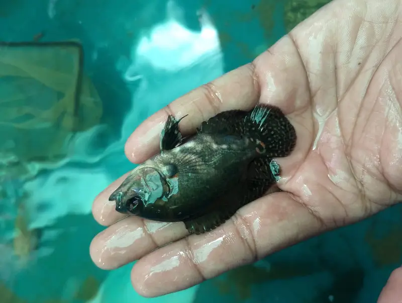 Oscar fish — photo 5