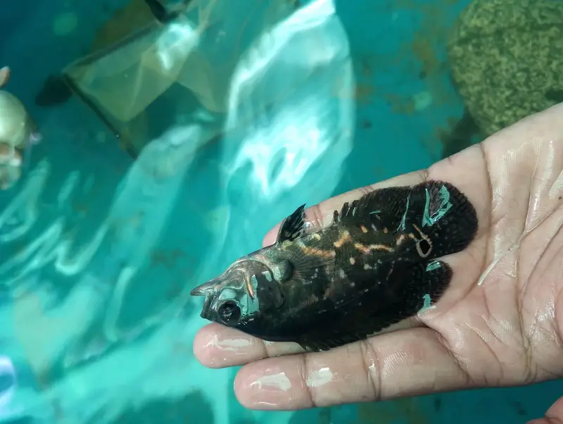 Oscar fish — photo 6