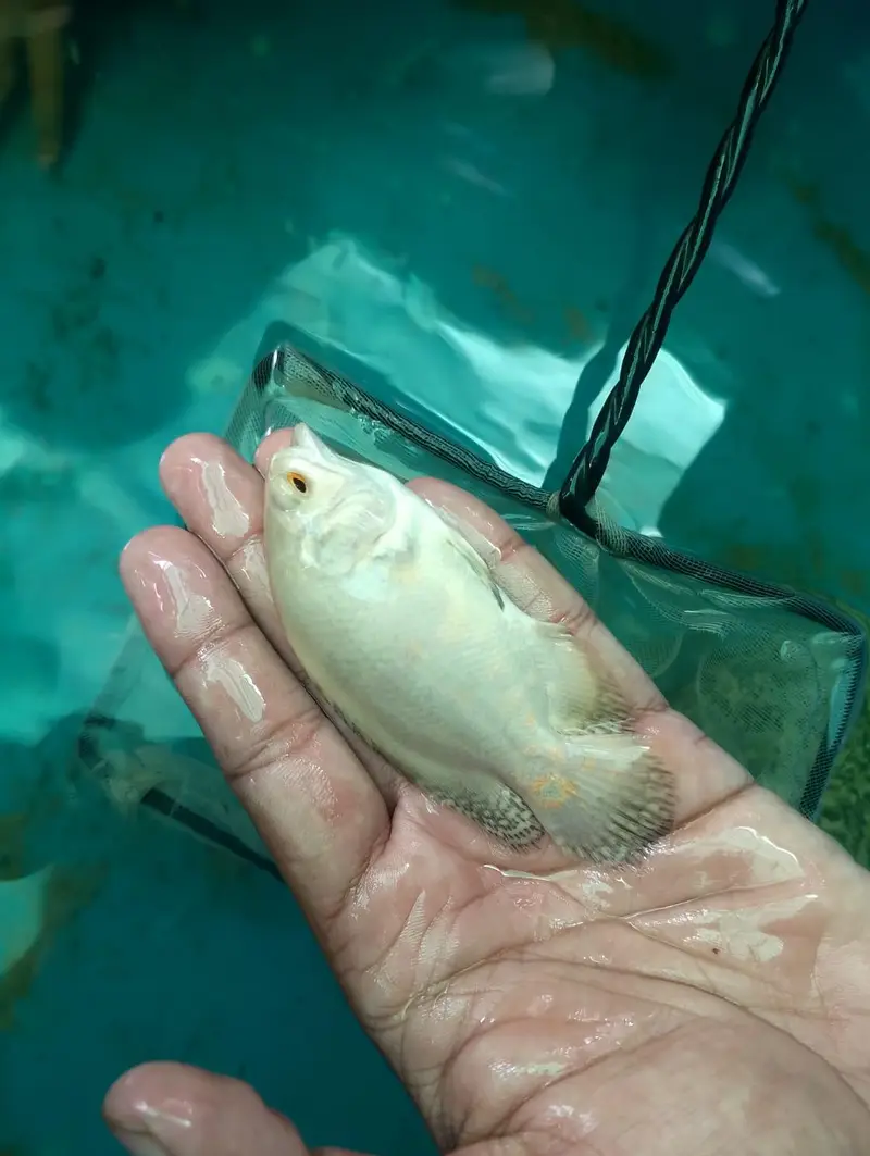 Oscar fish — photo 7