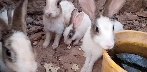 Pure DS Rabbits