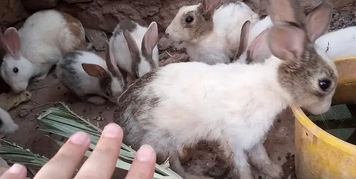 Pure DS Rabbits — photo 4