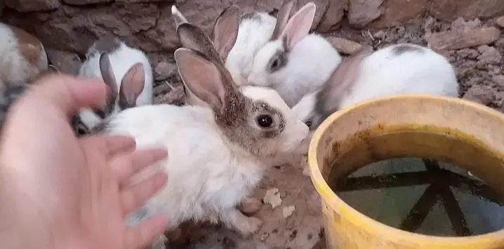 Pure DS Rabbits — photo 5