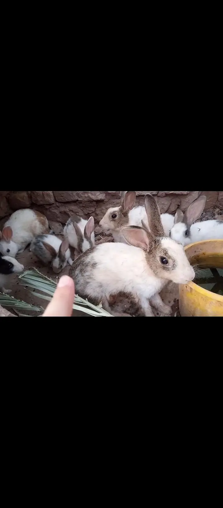 Pure DS Rabbits — photo 6