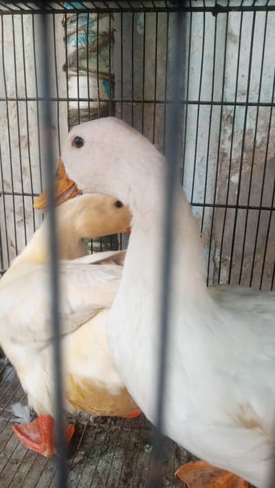 beautiful white breeder pair duck. . . for sale