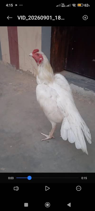 top quilty paper wite hera murga long tail full zar dum final 9000