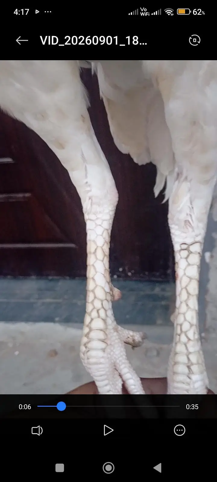 top quilty paper wite hera murga long tail full zar dum final 9000 — photo 2