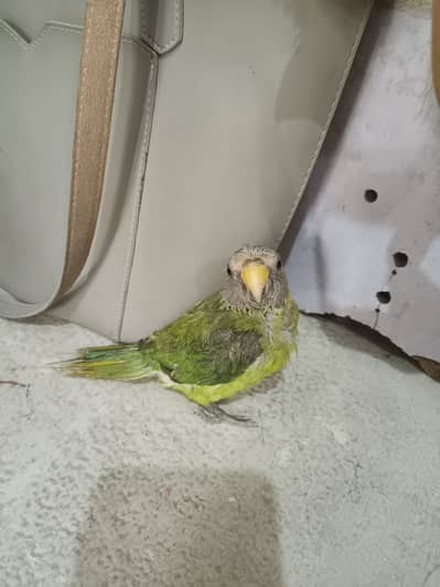 For 2 month parrot