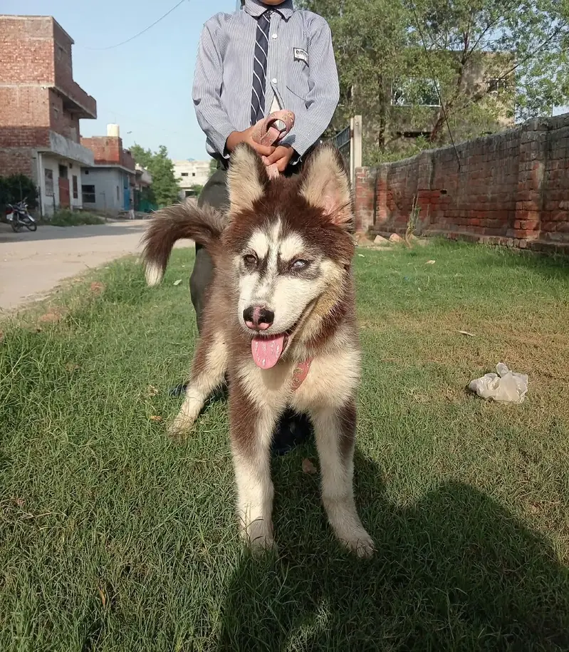 Siberian Husky