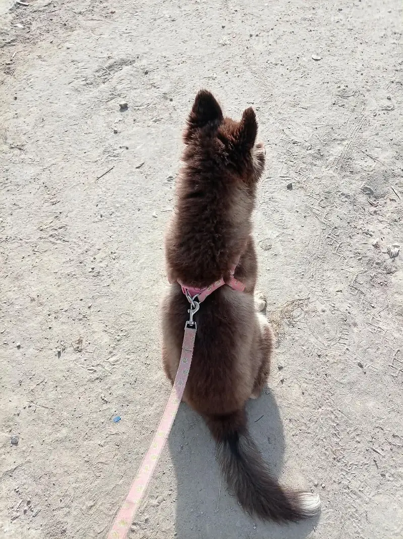 Siberian Husky — photo 2