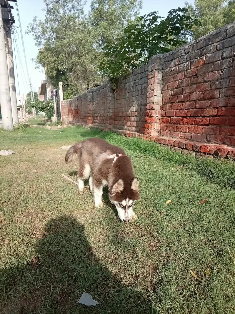 Siberian Husky — photo 3