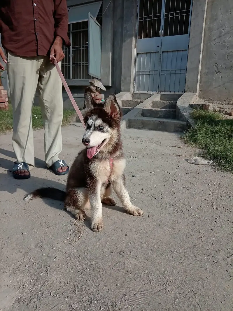 Siberian Husky — photo 4