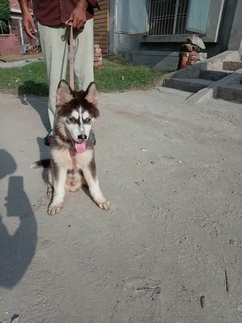 Siberian Husky — photo 5