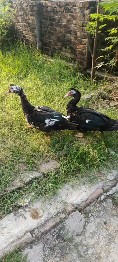 Muscovy ducks