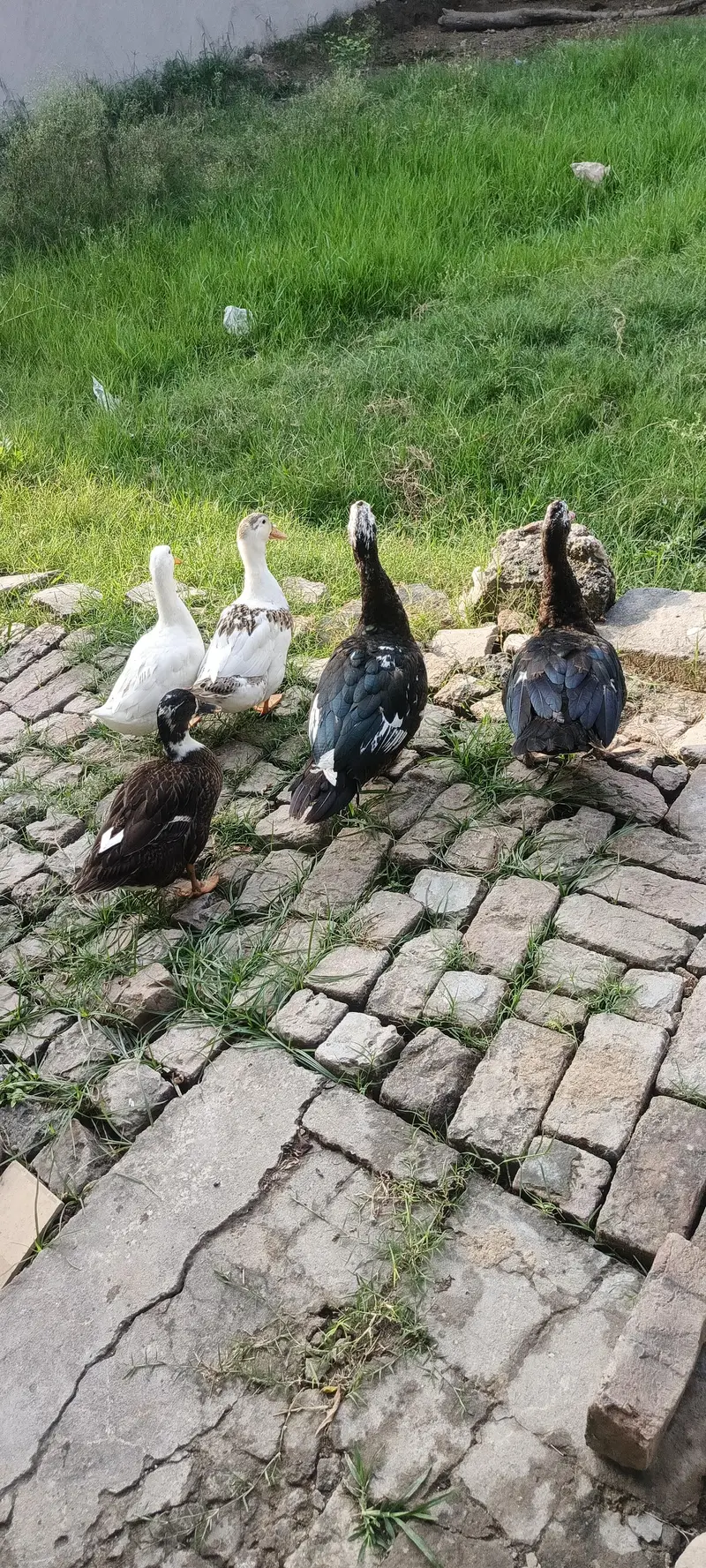 Muscovy ducks — photo 2