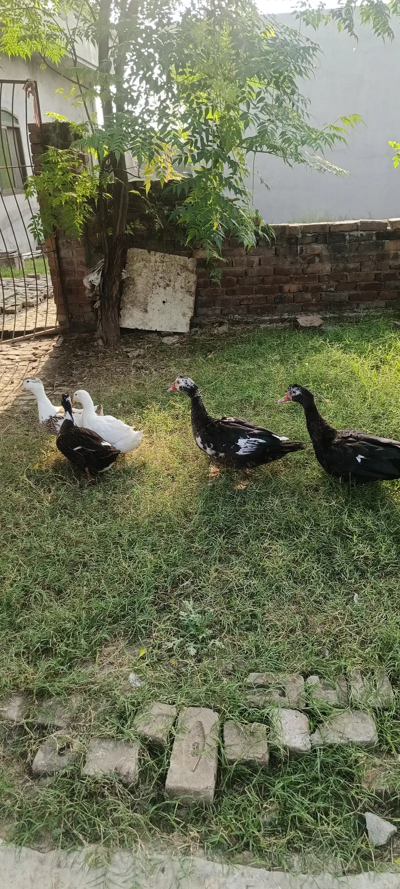 Muscovy ducks — photo 3