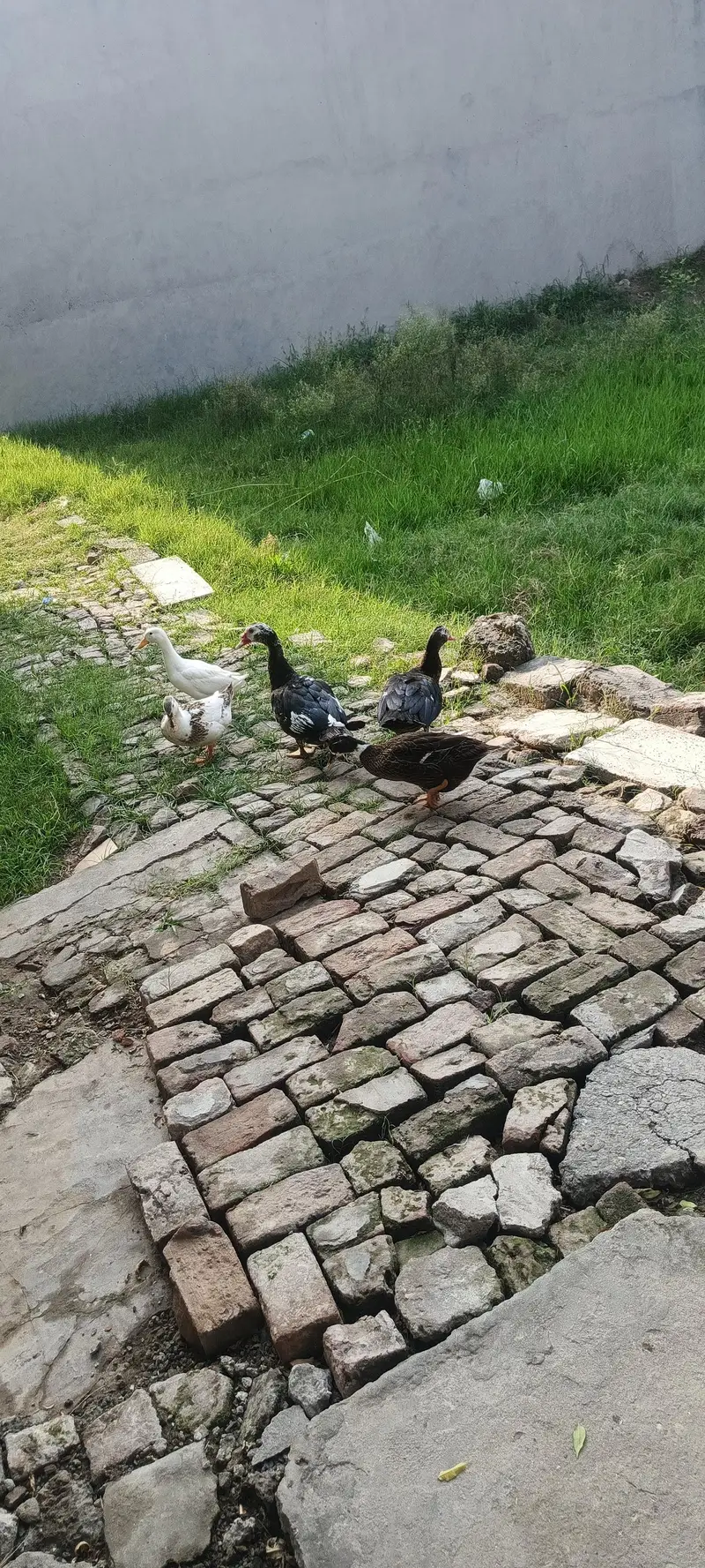 Muscovy ducks — photo 4