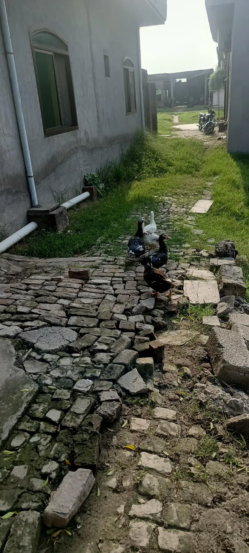 Muscovy ducks — photo 5