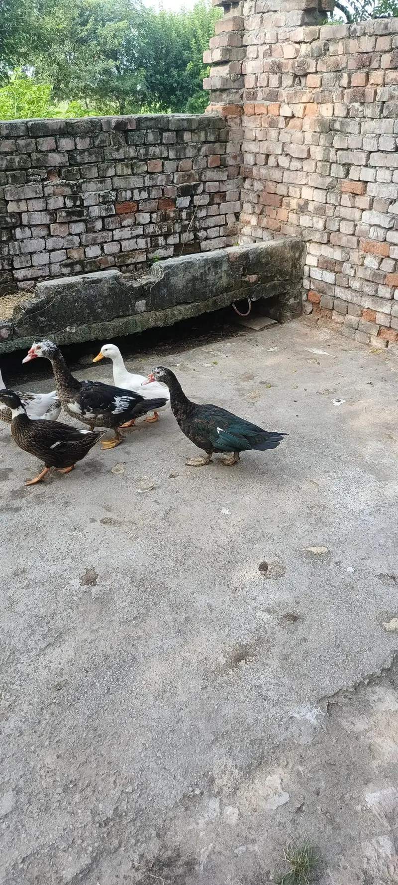 Muscovy ducks — photo 6
