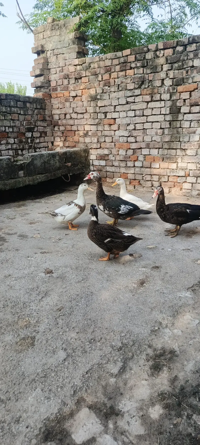 Muscovy ducks — photo 7