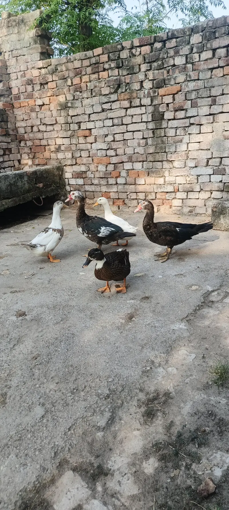 Muscovy ducks — photo 9