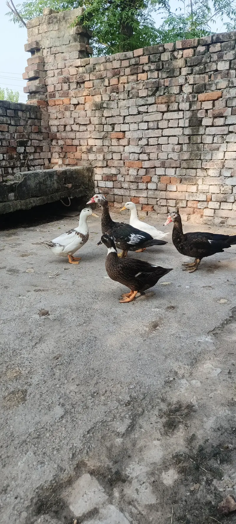 Muscovy ducks — photo 10