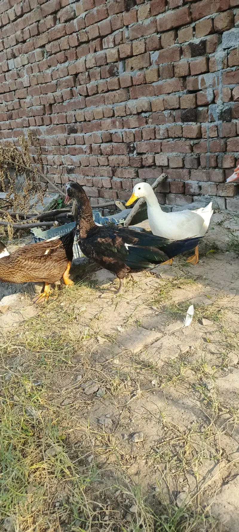 Muscovy ducks — photo 11