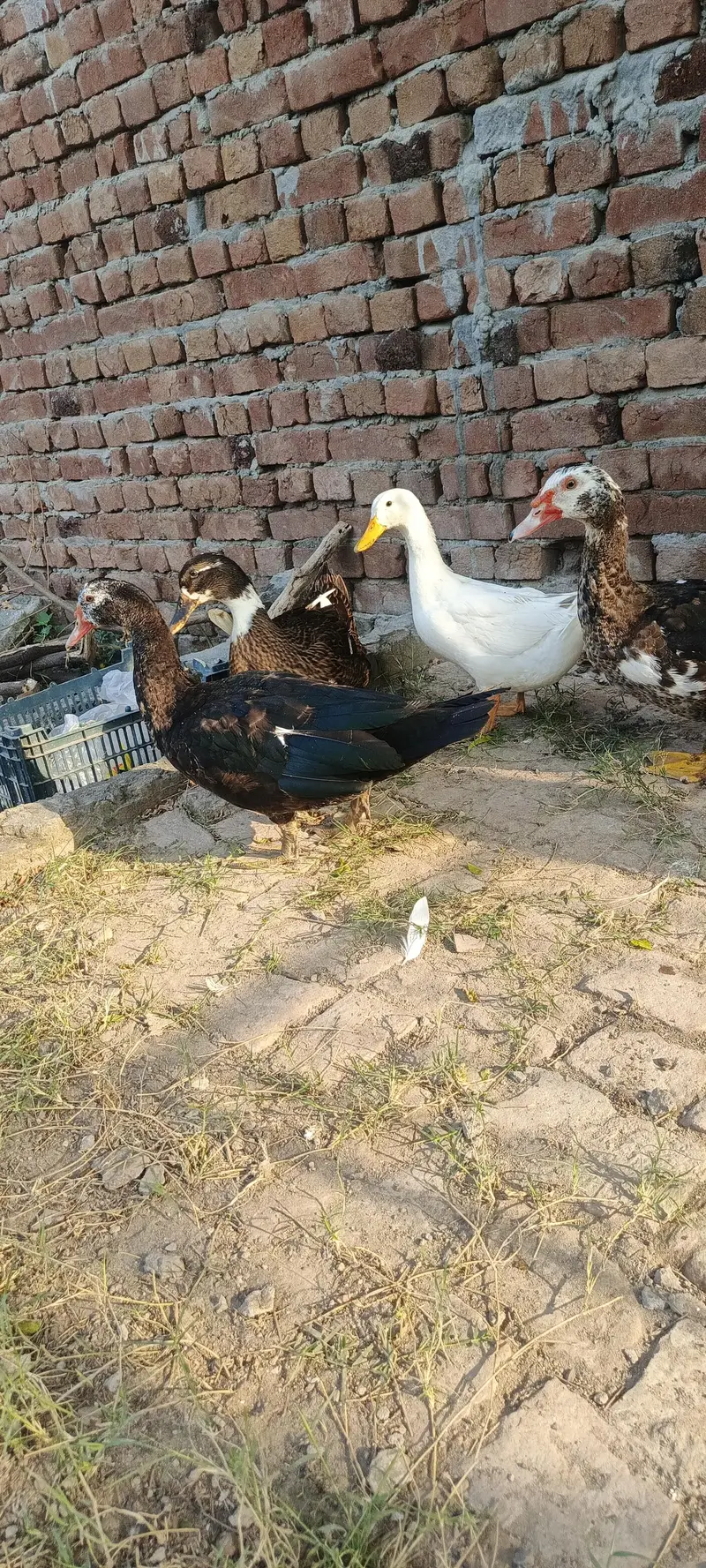 Muscovy ducks — photo 12