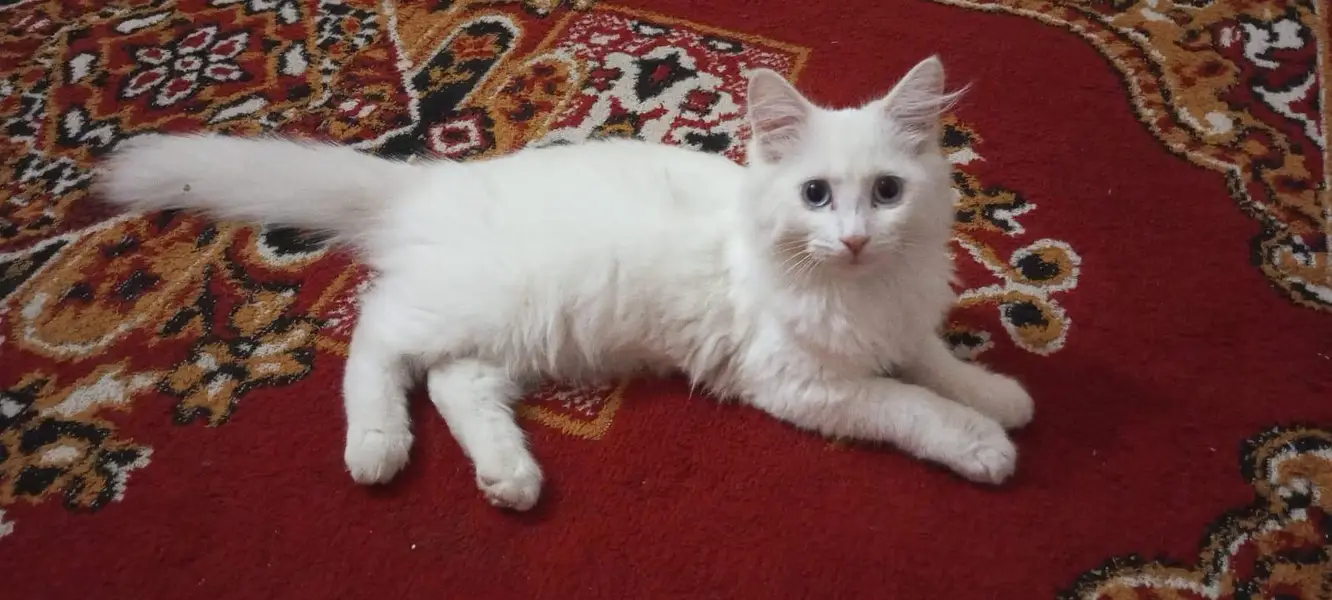 persain cat for sale — photo 3