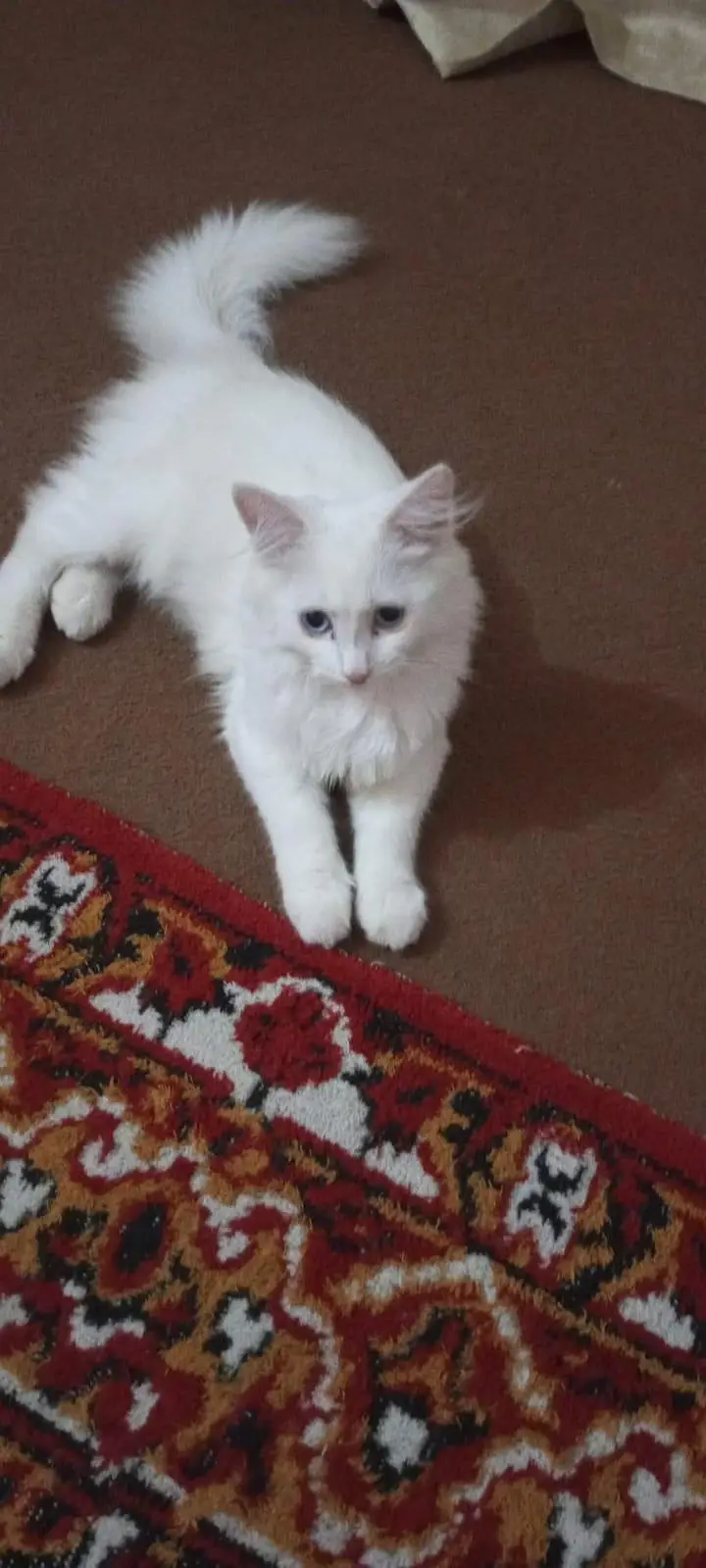 persain cat for sale — photo 4