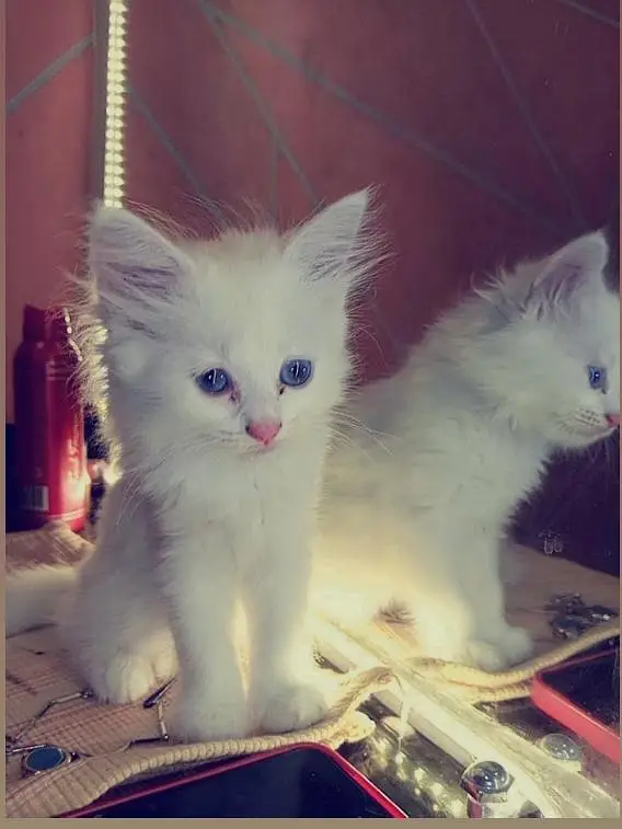 persain cat for sale — photo 6