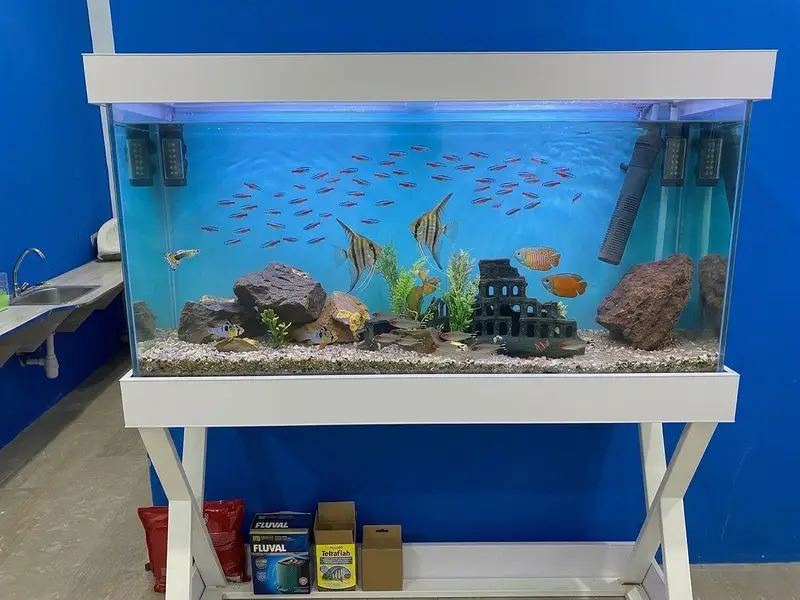Beautiful fish aquarium tank