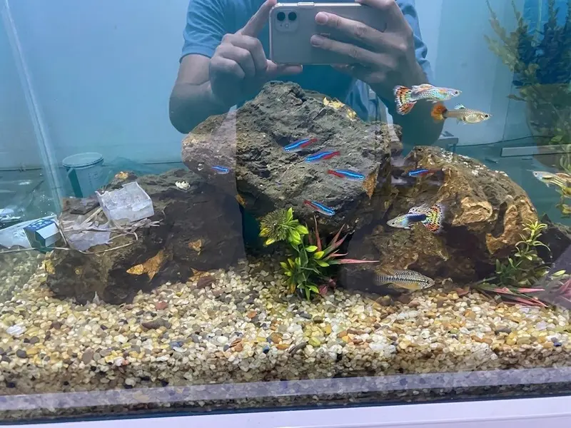 Beautiful fish aquarium tank — photo 2
