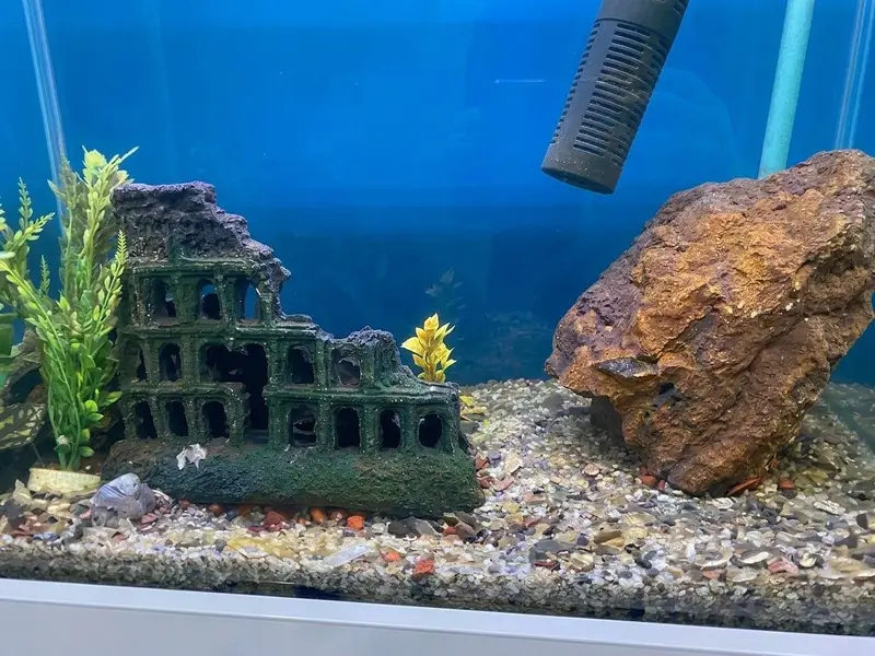 Beautiful fish aquarium tank — photo 3