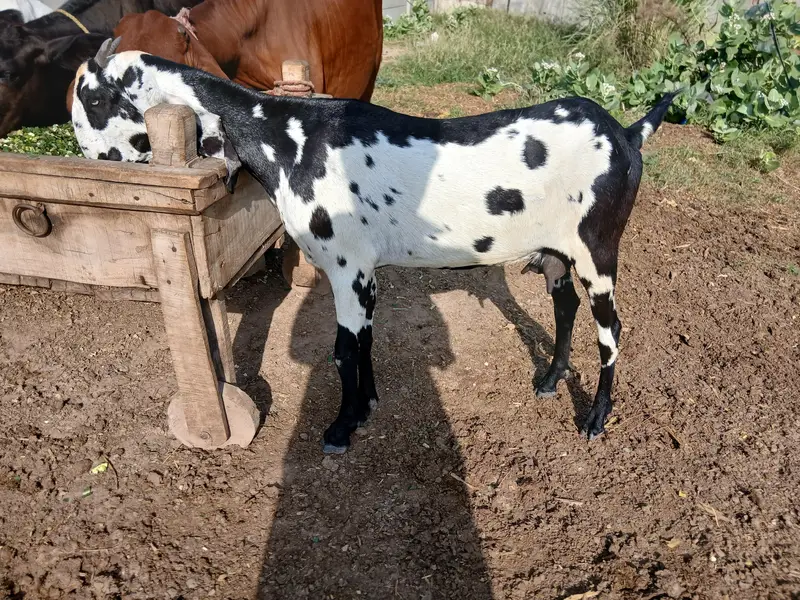 Desi Bakri with female path for sale
