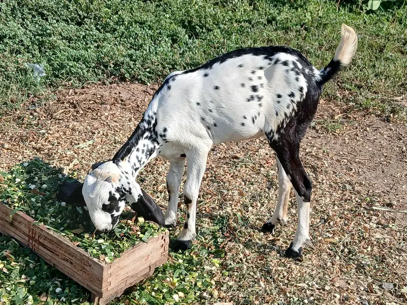 Desi Bakri with female path for sale — photo 2