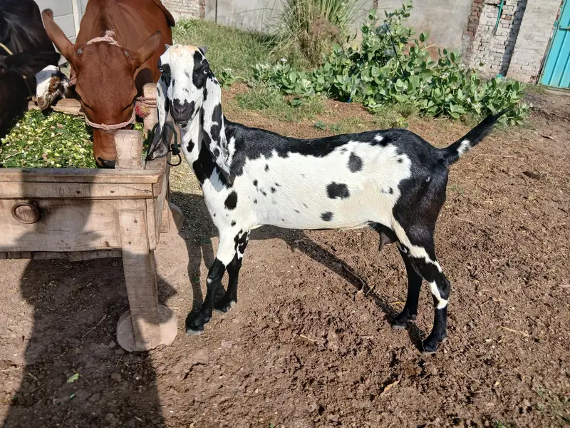 Desi Bakri with female path for sale — photo 3