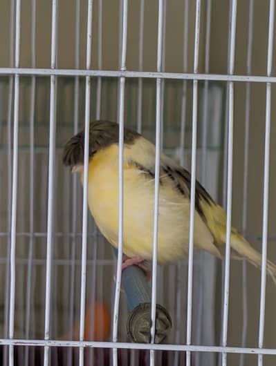 Top Quality Male Canaries | Actively Singing and Healthy Birds