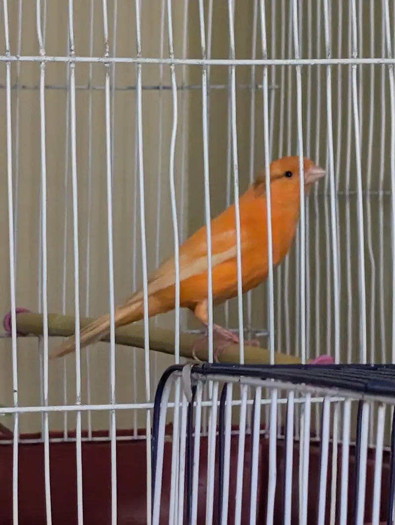 Top Quality Male Canaries | Actively Singing and Healthy Birds — photo 2