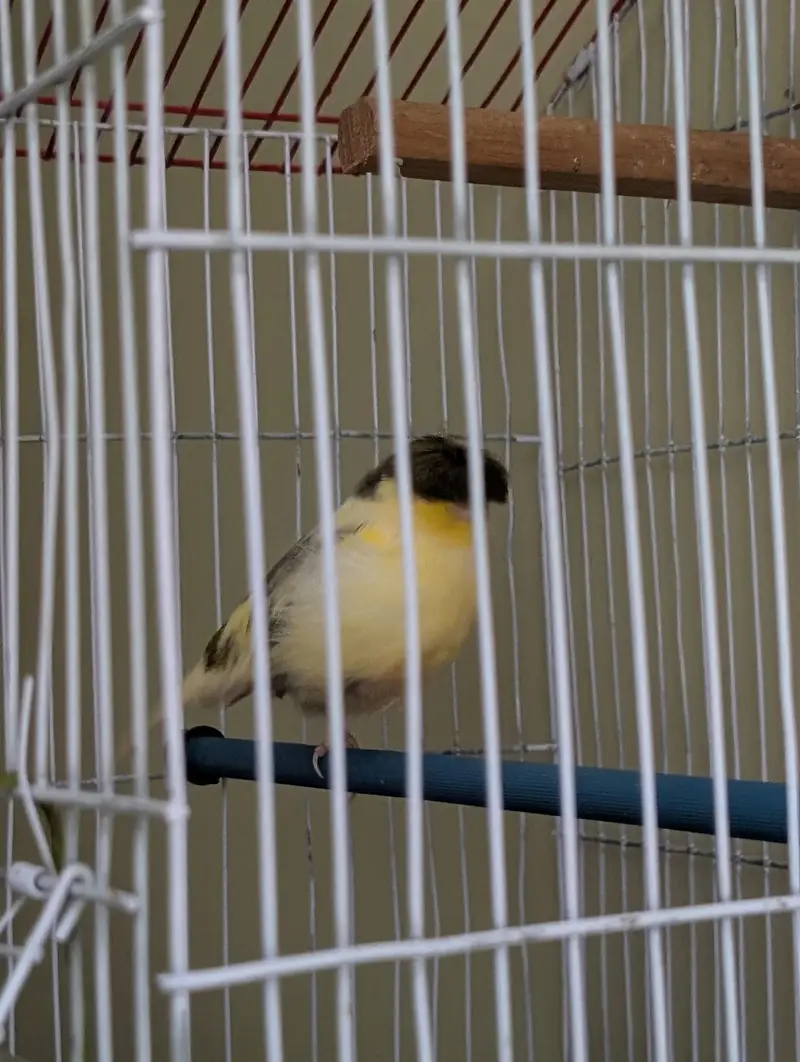Top Quality Male Canaries | Actively Singing and Healthy Birds — photo 3