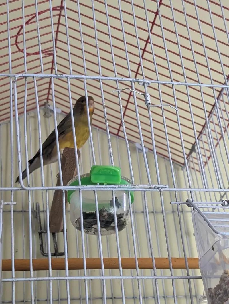 Top Quality Male Canaries | Actively Singing and Healthy Birds — photo 4