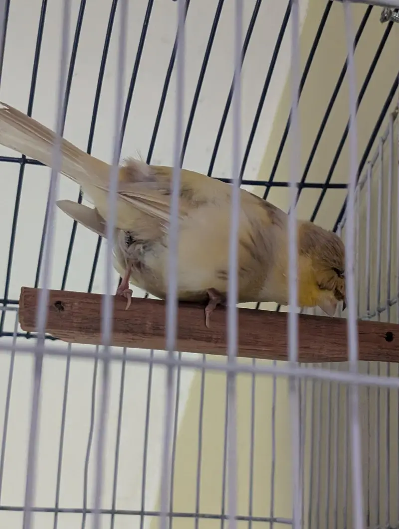 Top Quality Male Canaries | Actively Singing and Healthy Birds — photo 5