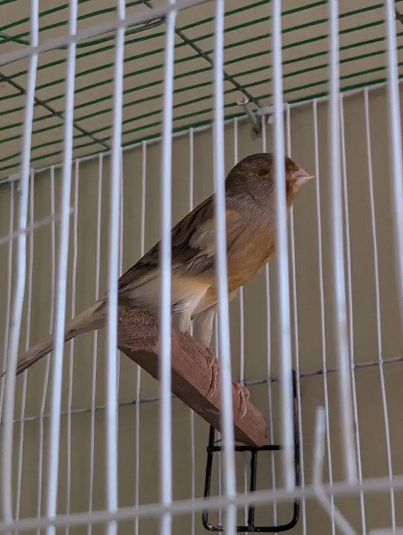Top Quality Male Canaries | Actively Singing and Healthy Birds — photo 6