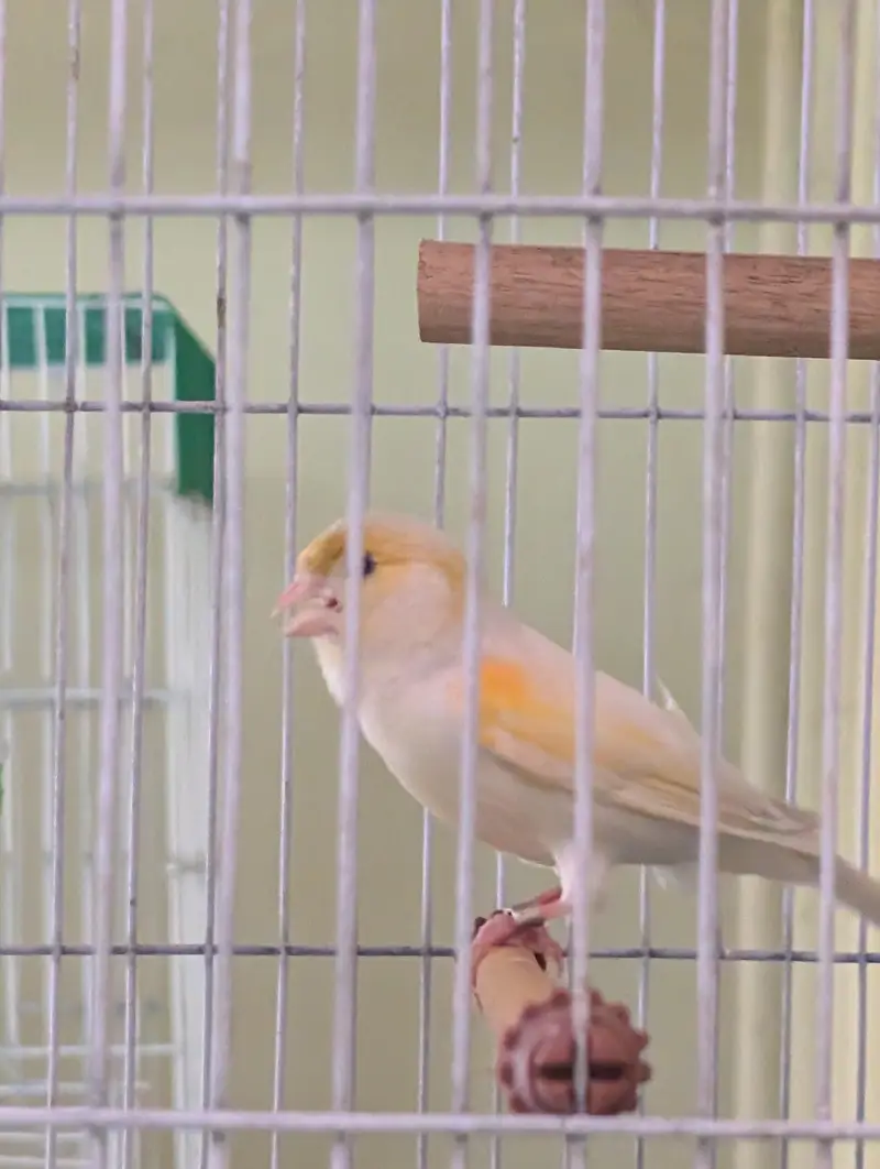 Top Quality Male Canaries | Actively Singing and Healthy Birds — photo 7