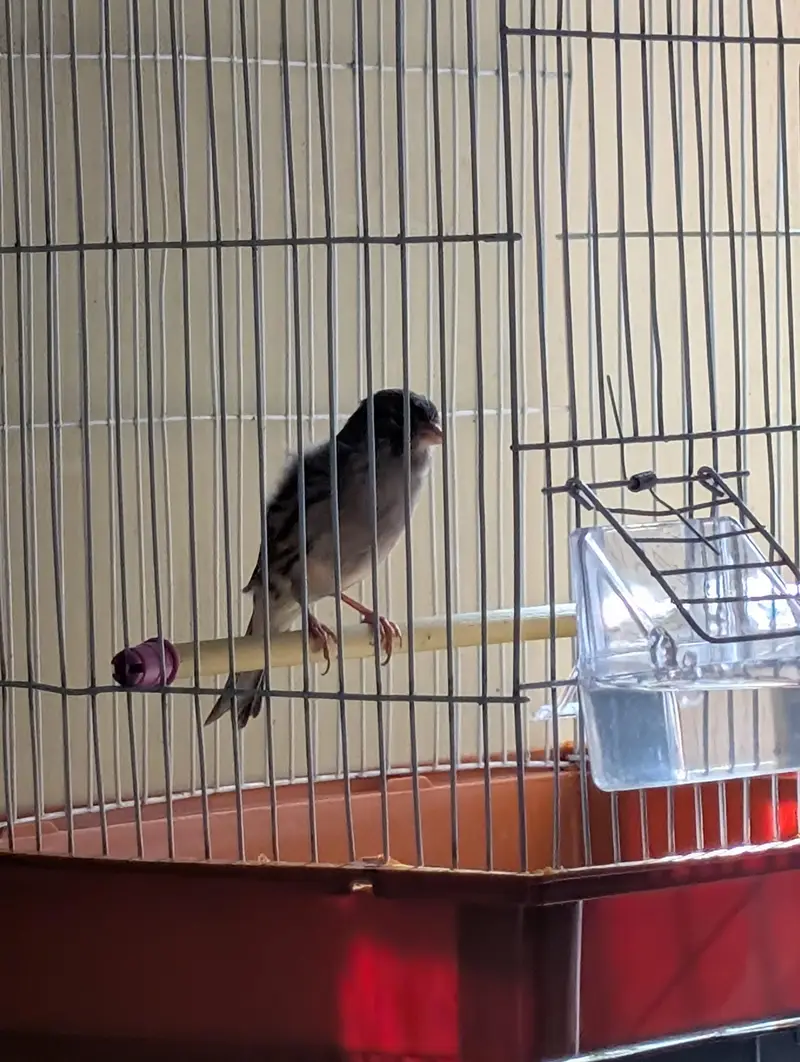 Top Quality Male Canaries | Actively Singing and Healthy Birds — photo 8