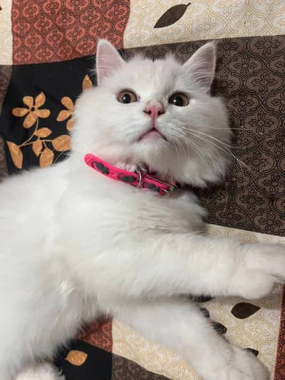 Persian kitten 5 month