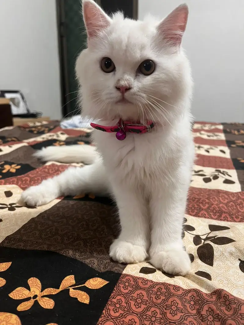 Persian kitten 5 month — photo 2