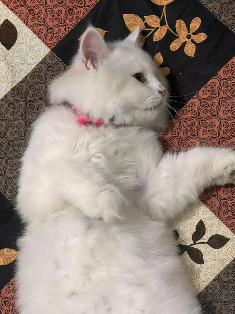 Persian kitten 5 month — photo 3
