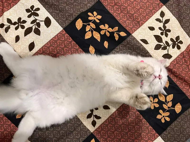 Persian kitten 5 month — photo 4