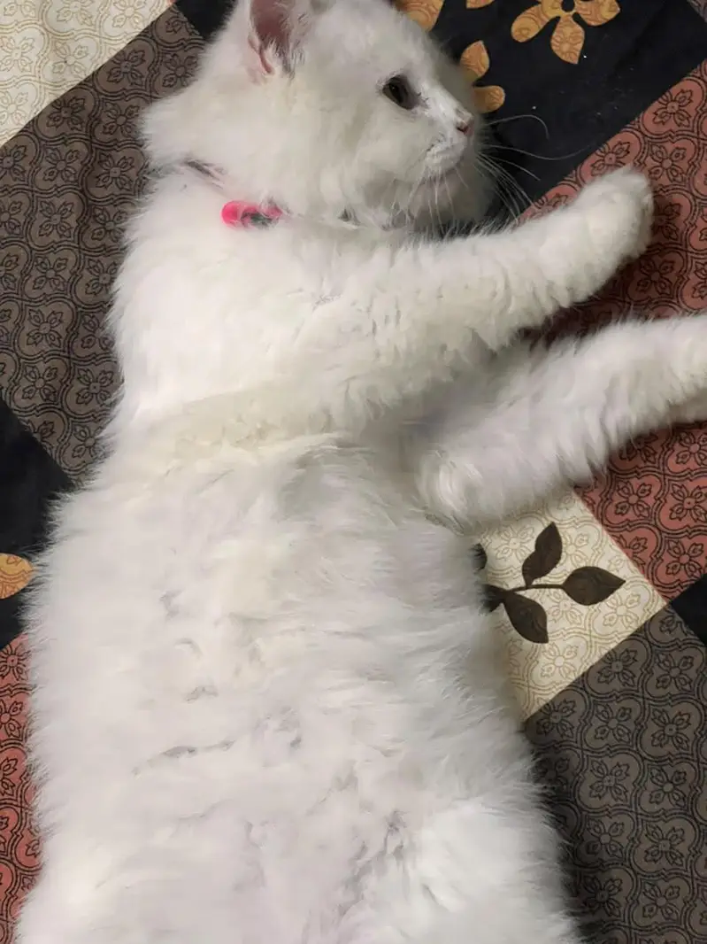 Persian kitten 5 month — photo 5