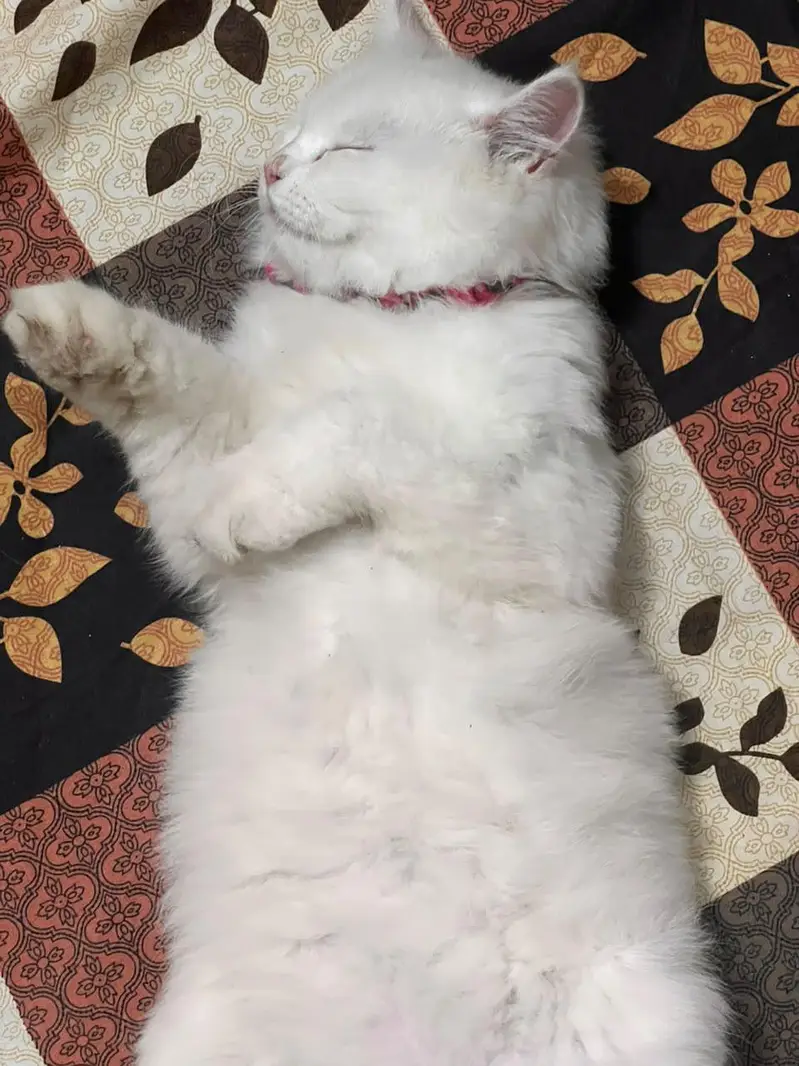 Persian kitten 5 month — photo 6